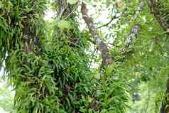 野生兰花植物日益增长的树分支
