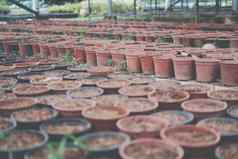 土壤肥料种植能日益增长的植物幼苗