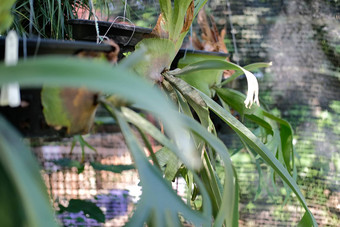达篮子aristolochia显示热带植物日益增长的嘎嘎