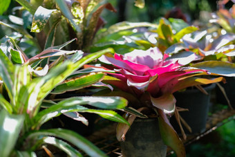 缸凤梨科植物热带植物花园