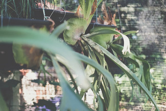 达篮子aristolochia显示热带植物日益增长的嘎嘎