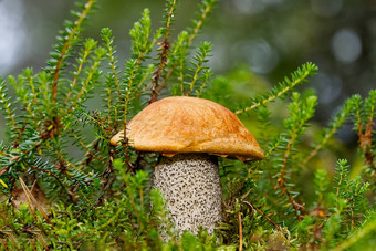 可食用的orange-cap<strong>蘑菇</strong>日益增长的绿色莫斯莱奇纳姆金黄色葡萄球菌收获<strong>蘑菇</strong>森林可食用的<strong>蘑菇</strong>北部森林欧洲
