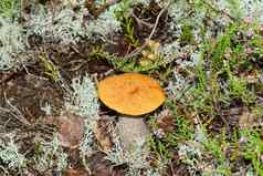 可食用的orange-cap蘑菇日益增长的绿色莫斯莱奇纳姆金黄色葡萄球菌收获蘑菇森林可食用的蘑菇北部森林欧洲