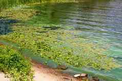 银行表面河覆盖绿色藻类水百合