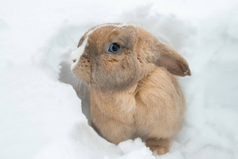 有趣的可爱的兔子蓝色的眼睛坐着雪