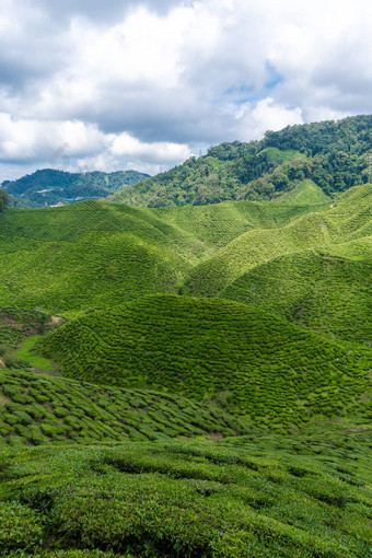 <strong>茶</strong>种植园<strong>卡</strong>梅隆谷绿色山高地马来西亚<strong>茶</strong>生产绿色灌木年轻的<strong>茶</strong>