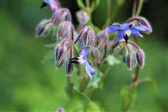 博兰戈officinalis蓝色的琉璃苣花味蕾