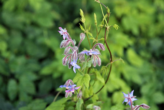 博兰戈officinalis蓝色的琉璃苣花味蕾里面绿色背景