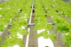 生菜蔬菜日益增长的植物托儿所水培法农场