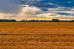 农村小麦场景观美丽的自然日落景观农村风景闪亮的阳光