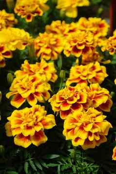 万寿菊帕图拉法国金盏花布鲁姆橙色黄色的花