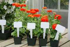 小盆栽植物标签花能植物