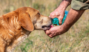 拍摄猎人给水猎犬狗