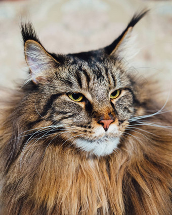 缅因州浣熊猫特写镜头视图