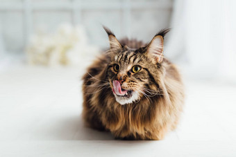 缅因州浣熊猫白色背景