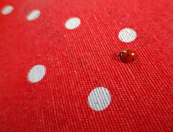 <strong>瓢虫</strong>宏摄影红色的织物背景