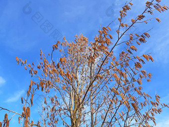 榛子树盛开的春<strong>天蓝色</strong>的<strong>天空背景</strong>