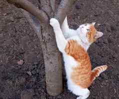 猫爬树复制空间