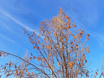 榛子树盛开的春<strong>天蓝色</strong>的<strong>天空背景</strong>