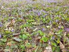 地毯紫罗兰盛开的春天强大的气味