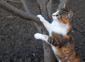 美丽的猫爬树