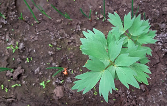 独活草草<strong>药用</strong>植物日益增长的花园