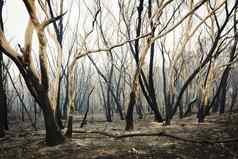 口香糖树烧森林大火蓝色的山澳大利亚