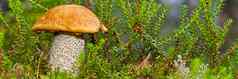 可食用的orange-cap蘑菇日益增长的绿色莫斯莱奇纳姆金黄色葡萄球菌收获蘑菇森林可食用的蘑菇北部森林欧洲