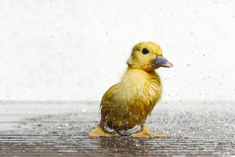 新生儿可爱的湿<strong>小鸭子</strong>雨滴下雨wather概念