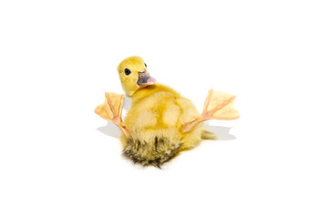 新生儿可爱的黄色的小鸭子孤立的白色