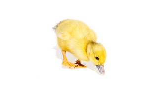 新生儿可爱的黄色的小鸭子孤立的白色
