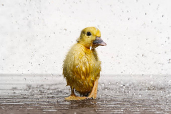 新生儿可爱的湿小鸭子雨滴下雨wather概念
