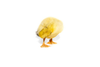 新生儿可爱的黄色的<strong>小鸭子</strong>孤立的白色