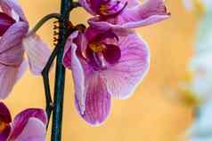 美丽的精致的蝴蝶 兰兰花花细节秘密地