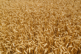 美丽的场景观成熟耳朵草地小麦场黄金小麦场胡子金大麦关闭
