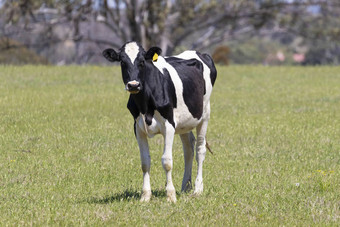 黑色的白色乳制品牛放牧绿色场草
