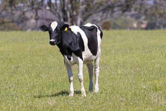 黑色的白色乳制品牛放牧绿色场草