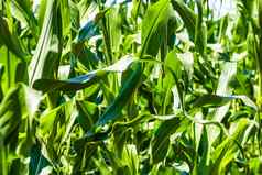 太阳灯绿色玉米场日益增长的细节绿色玉米
