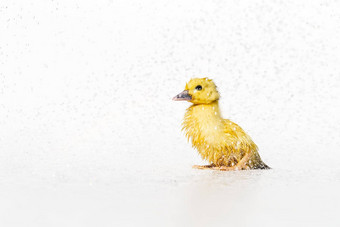 黄色的新生儿可爱的湿<strong>小鸭子</strong>雨滴白色背景
