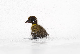 棕色（的）新生儿可爱的湿小鸭子雨滴白色背景