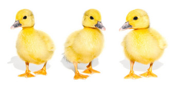 拼贴画可爱的黄色的小鸭孤立的白色背景全景新生儿婴儿鸭子横幅