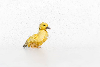 黄色的新生儿可爱的湿小鸭子雨滴白色背景