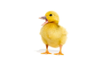 新生儿可爱的黄色的<strong>小鸭子</strong>孤立的白色