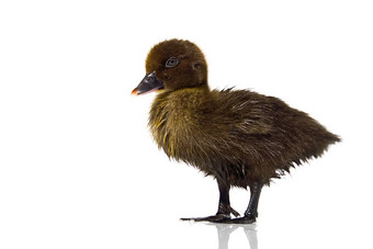 新生儿可爱的棕色（的）黑色的小鸭子孤立的白色