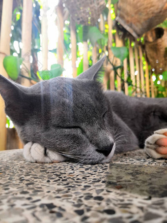 灰色的猫睡觉