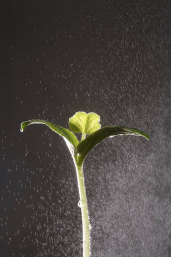 雨秋天植物