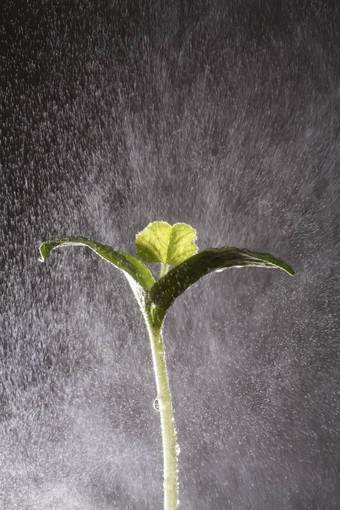 雨秋天植物