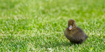 小新生儿小鸭走后院绿色草黄色的可爱的小鸭子运行草地场阳光明媚的一天横幅全景拍摄鸭小鸡草