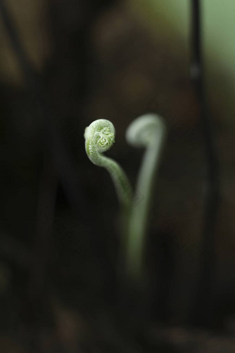 蕨类植物森林