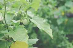 日益增长的茄子植物农场